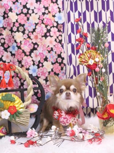 20250130さくらちゃん